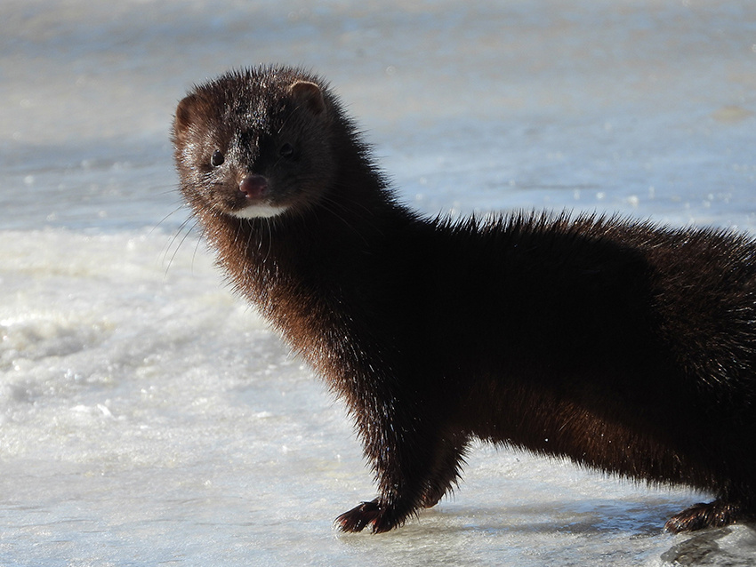 Автор фото Вера Рыженкова