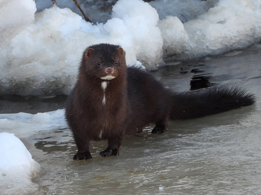 Автор фото Вера Рыженкова