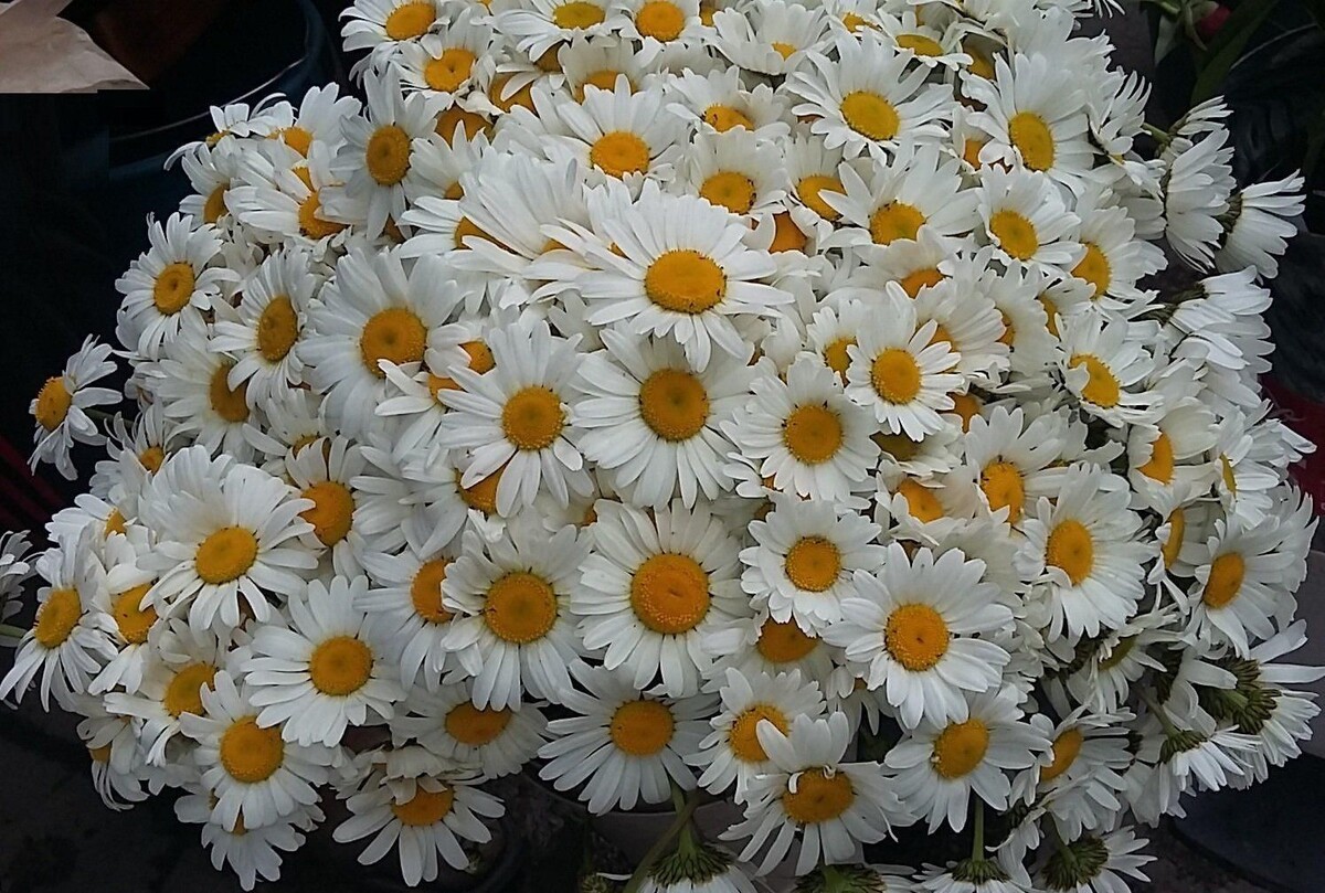 фото из открытых имсточников Яндекса