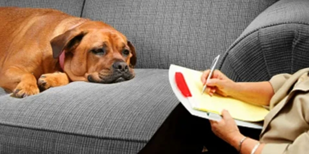 Зоопсихологи: врачеватели душ животных или ловцы чужих кошельков.