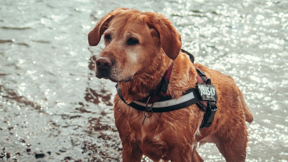    Ретриверы — одни из лучших спасателей на воде