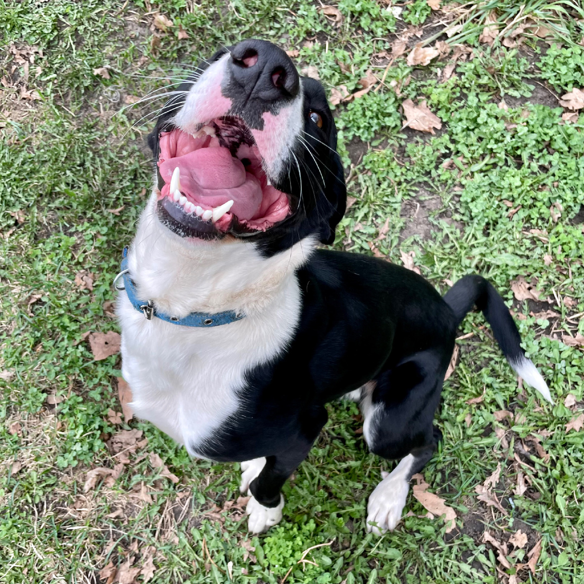 Фотки летние, потому что у меня разрядился телефон и я не сфоткала Бимку зимнего. Но он точно такой же зимний)