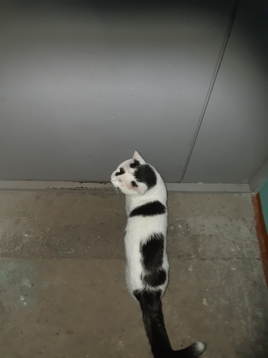 Как круто я крадусь во тьме, на морде - хищника оскал! О, ночь, как нравлюсь я себе, идя на супермега бал! 