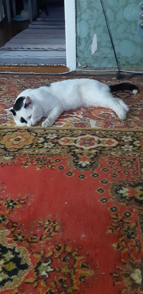 Вирусы-квартирусы..