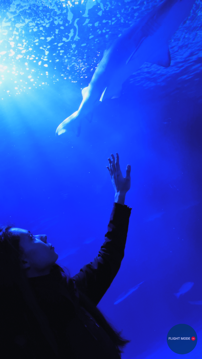 #океанариум #морскиеобитатели #akvarium #подводныймир #аквариум