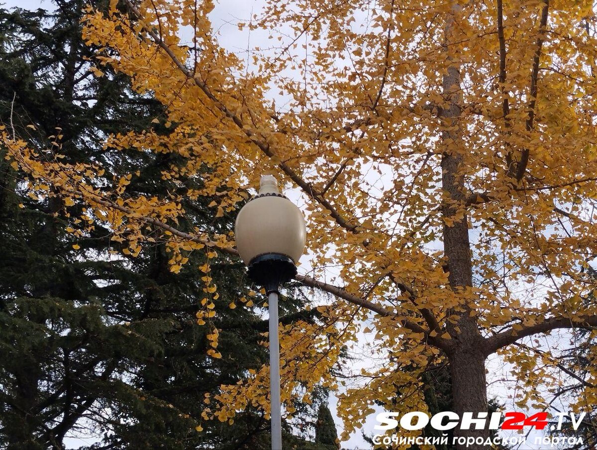    Фото: Сочи24