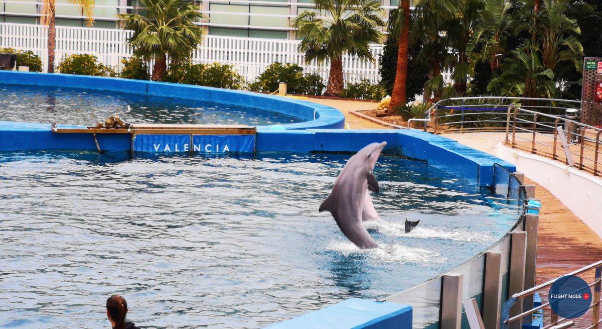 #дельфины #шоу #дельфинарий #испанские каникулы