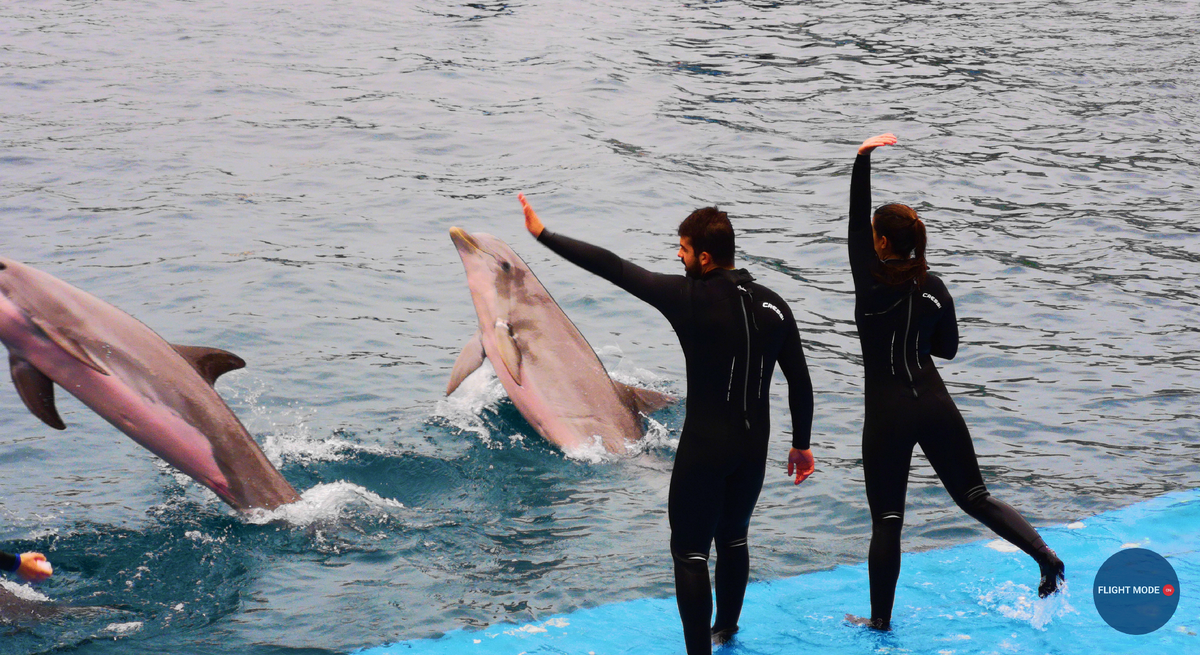 #жизньбортпроводника #workation #шоудельфинов