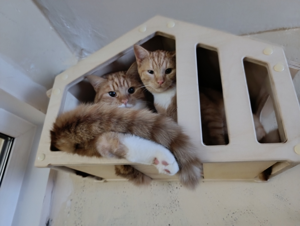 Курничек купил домик а Крош говорит продавал под влиянием корма вкусного 🤣