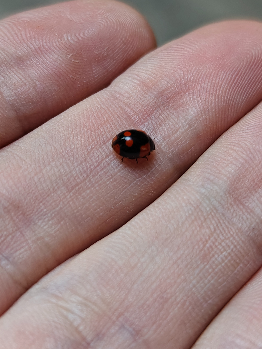 Божья коровка, принесла её на своей шкурке Муська, я её отпустил на волю, дома она засохнет... 