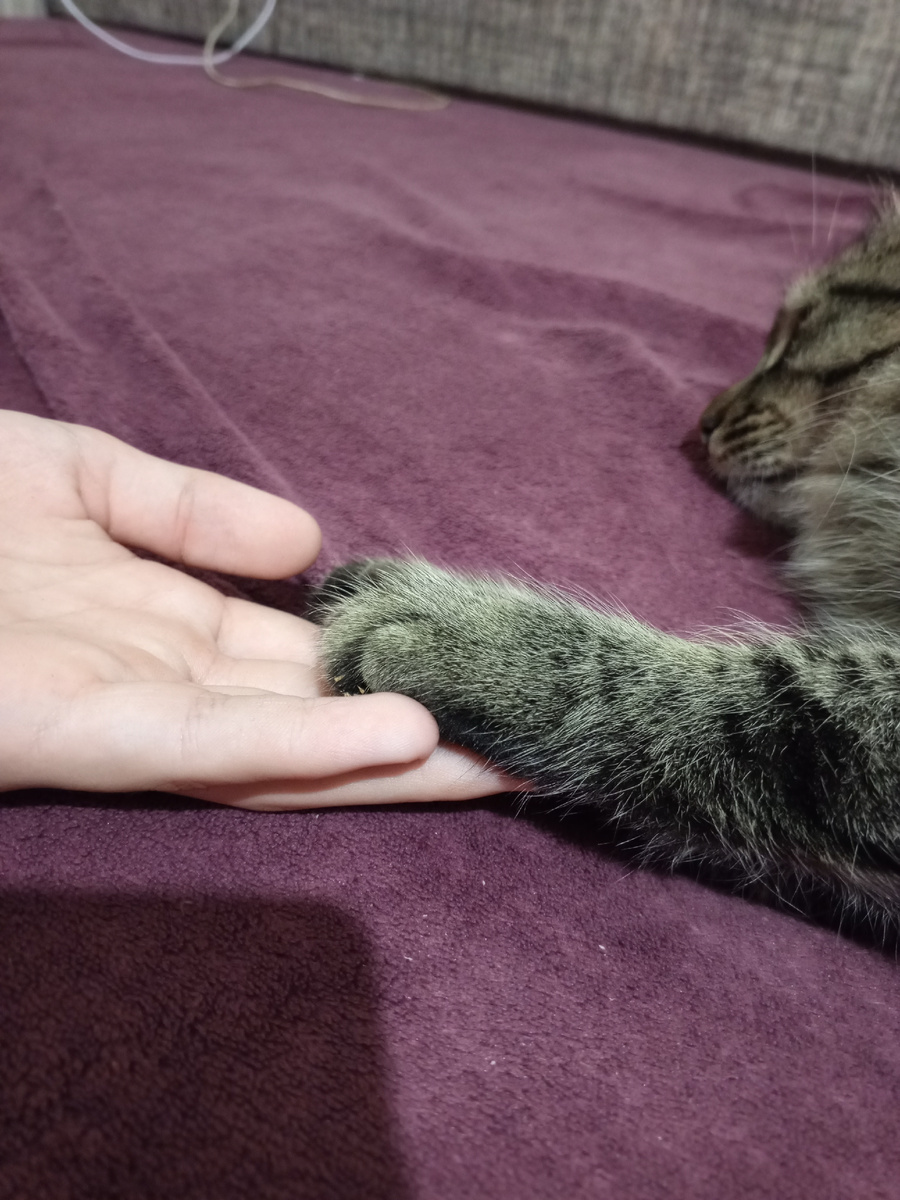 Милота ❤️ Семён читал коту стихи, кот проникся поэзией Некрасова и задремал 😁