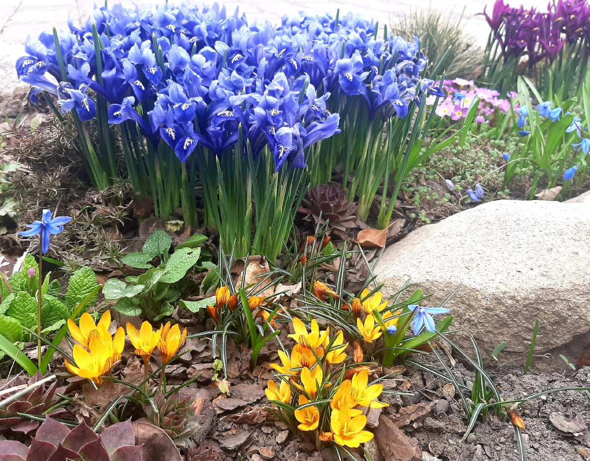 Вы обратите внимание какие они маленькие, по сравнению с иридодиктумами