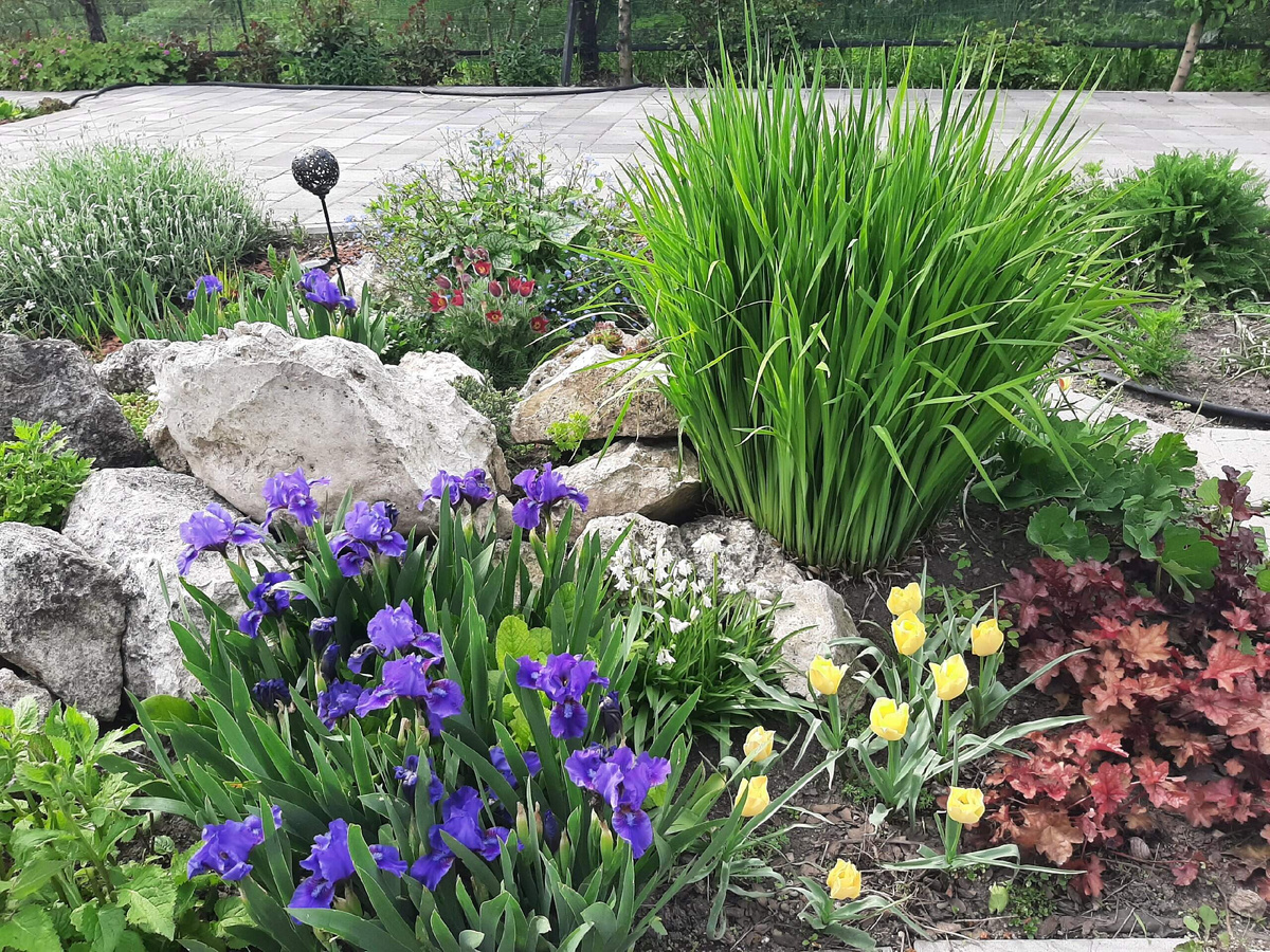 Тюльпан Bright Gem на горке 3 фото