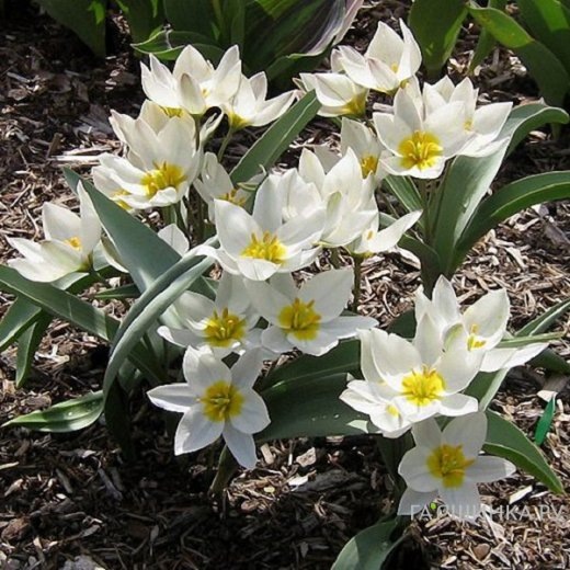 Объявляю открытой охоту на луковичные на следующий сезон