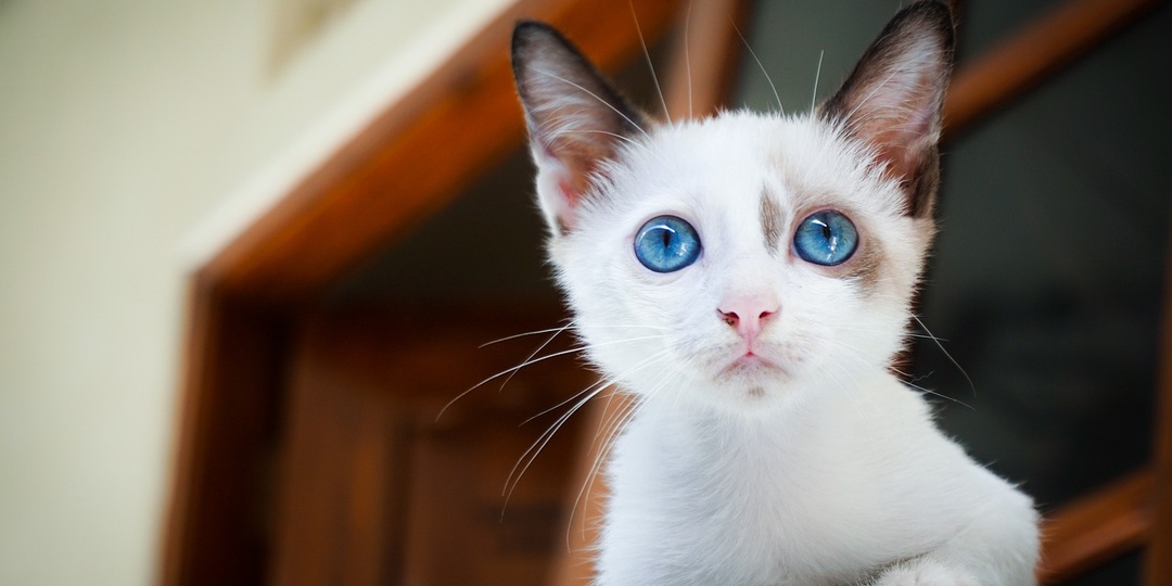 Вы — избранный. Почему кошка ходит за вами хвостиком.