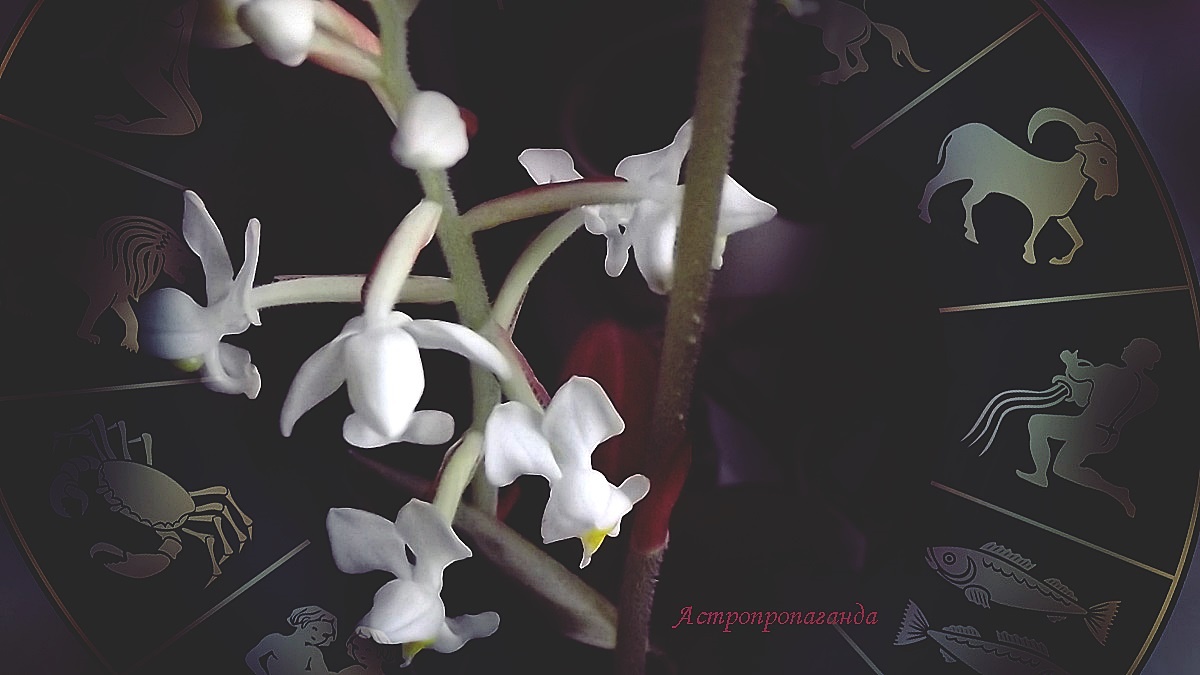 Гороскоп с 15 по 21 декабря 2025: четыре квадратуры и возможные проблемы | Недельный гороскоп