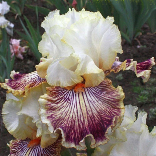 ирис Insaniac (Инсаниак)