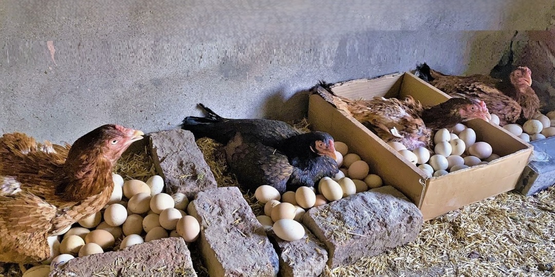 Ввёл в рацион кур один необычный продукт и поразился результату. Теперь они несут столько, что яйца приходится раздавать соседям.