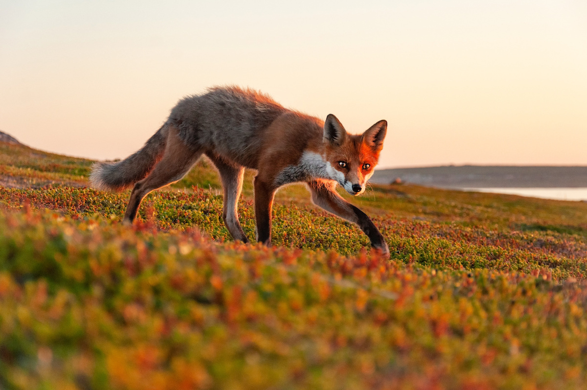 Первое место в номинации «Мир глазами ребёнка»: «Хитрый лис». Автор: Лев Рудаков