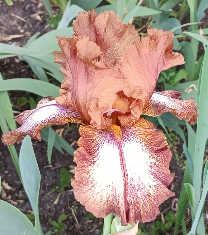 ирис Huckleberry Fudge (Хаклберри Фадж)