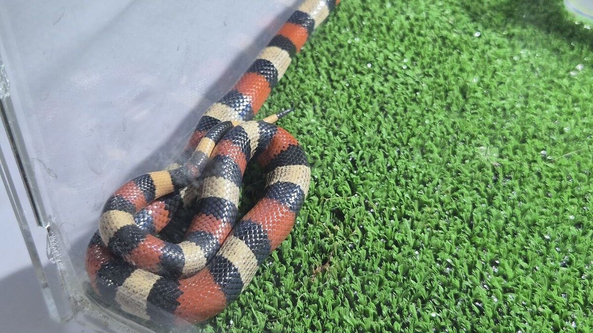    Фото: телеканал «Краснодар»