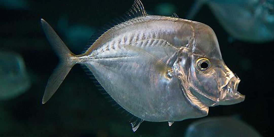 Съедобное зеркало