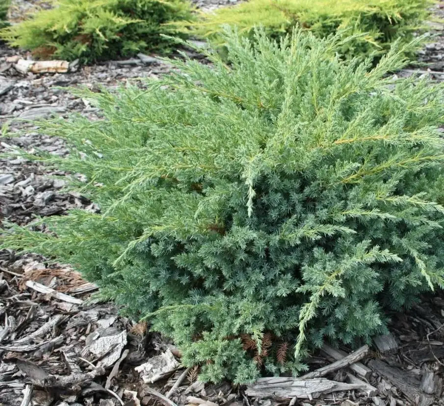 МОЖЖЕВЕЛЬНИК ТАК ВЫГЛЯДИТ ЧЕРЕЗ 4 ГОДА ПОСЛЕ ПОСАДКИ