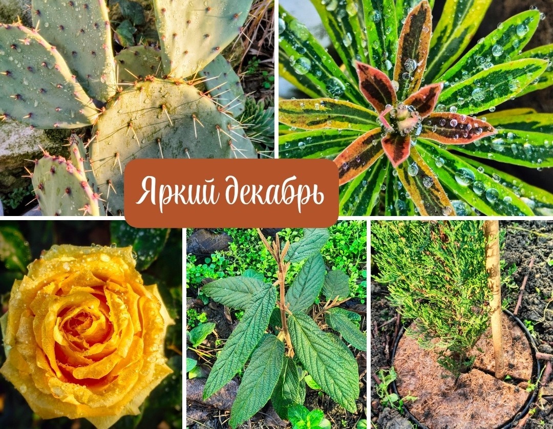 Коллаж к статье 