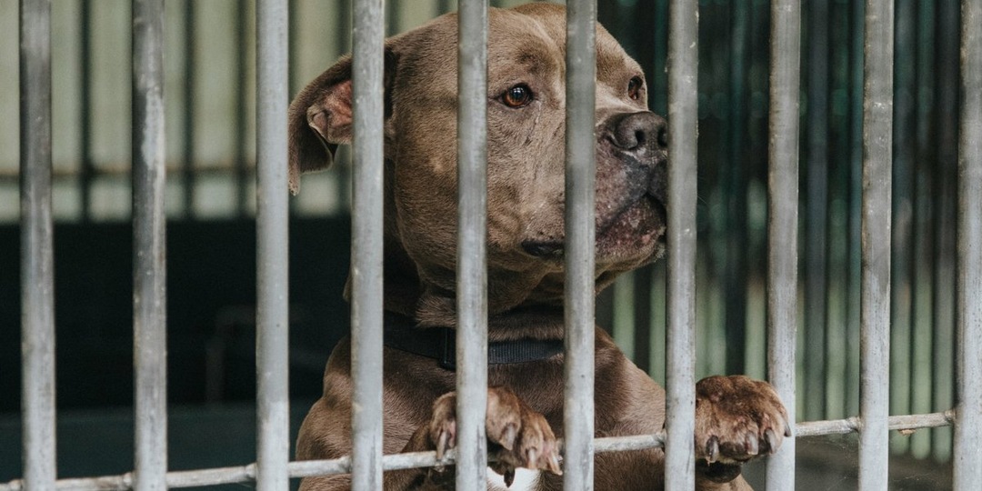 Приют ждет гостей: как провести 20 декабря с пользой для животных