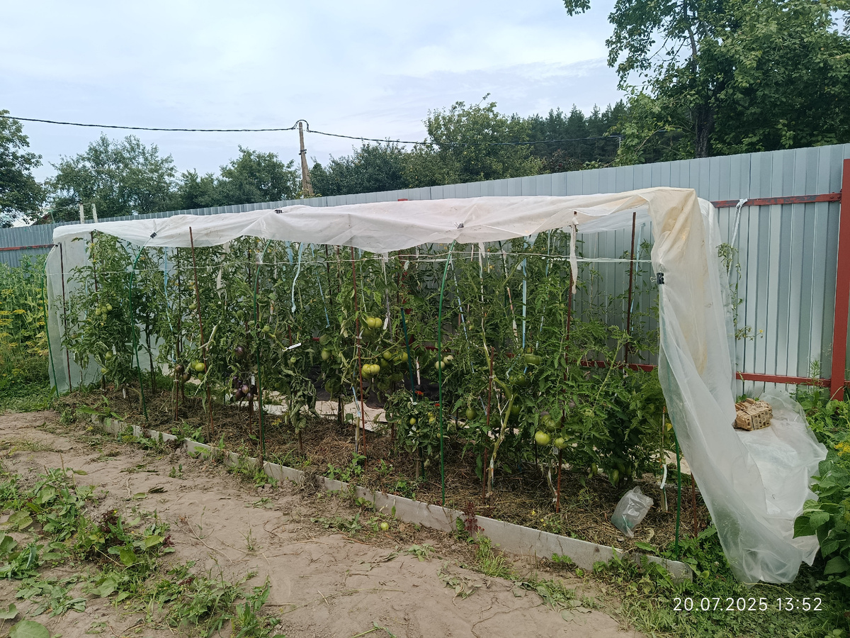20 июля 25 год. Резко похолодало и сделали навес для защиты от фитофторы. Только навес