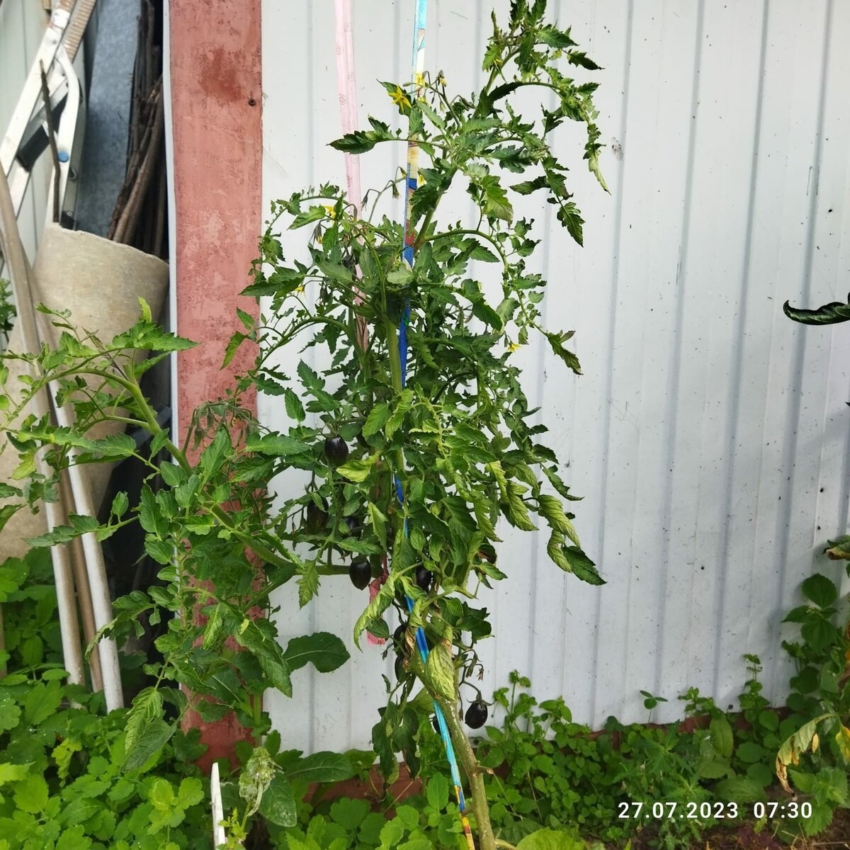 Атомный виноград Брэда. 27 июля 23 года