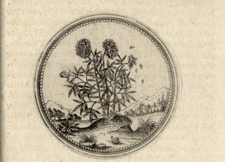 История пионов. Иоахим Камерарий Младший.