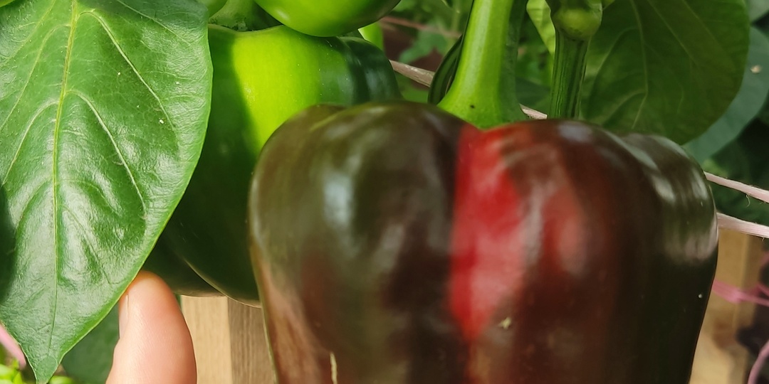 Перец «Партнёр F1»