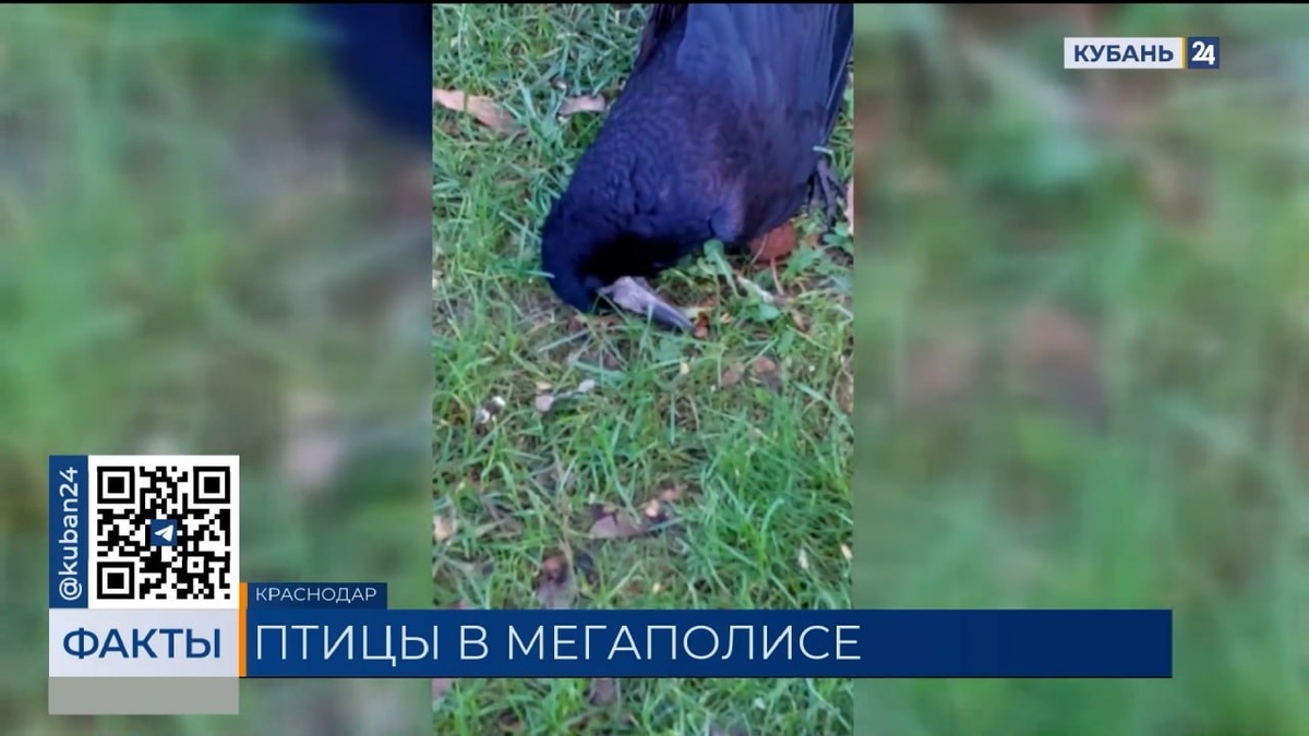    Скриншот видео телеканала «Кубань 24»