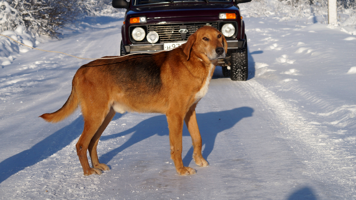 Русская гончая Баян вл. Шатров В.А.