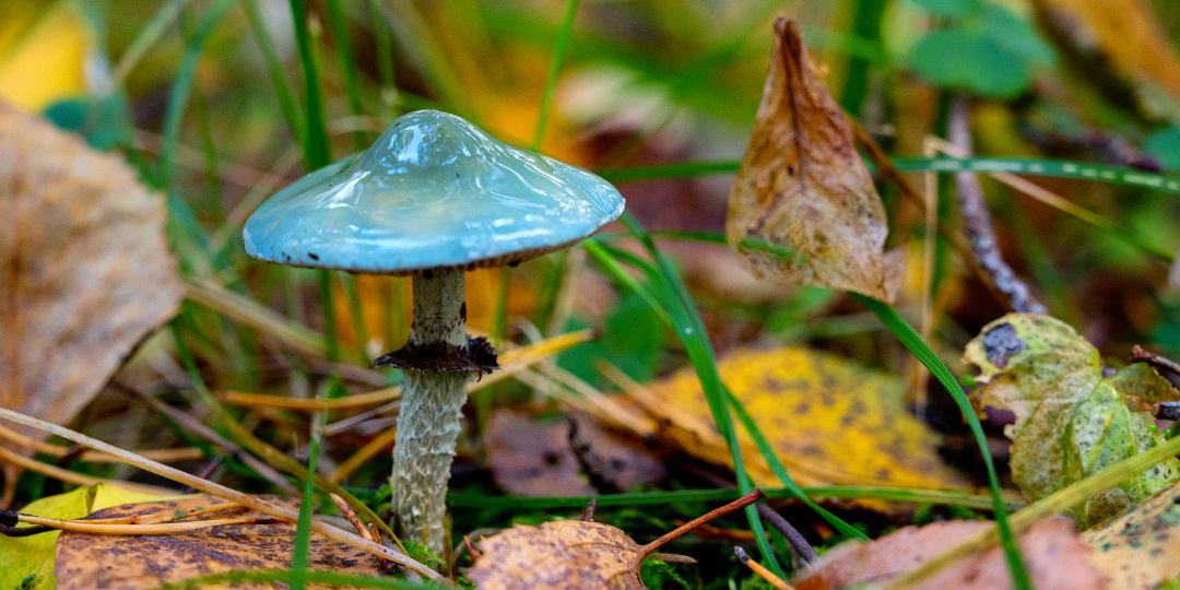 Есть или не есть? Вот в чём вопрос 🤔