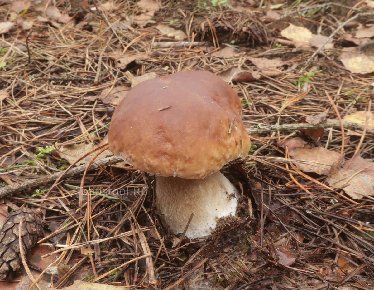 Люди там широки душою: такие грибы пропускали. Маловаты, наверное (фото И.Лебединского)