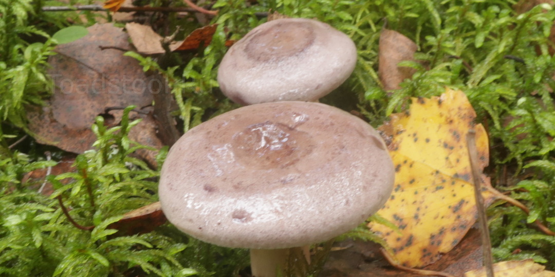 Млечник обыкновенный: аристократ под маской плебея