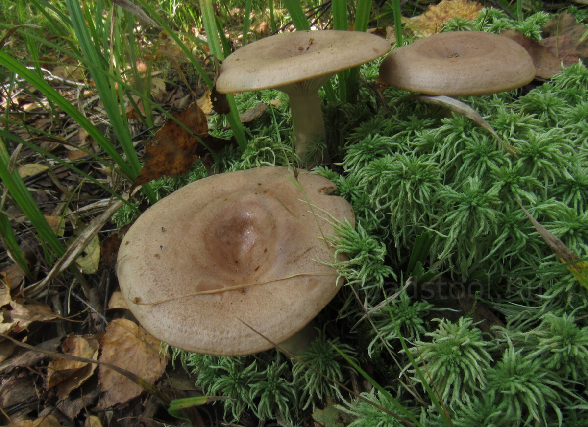 Вот он, фигурант по делу (фото И.Лебединского)