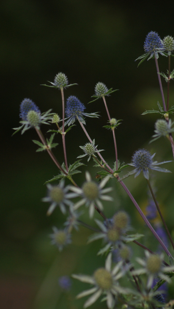 Синеголовник