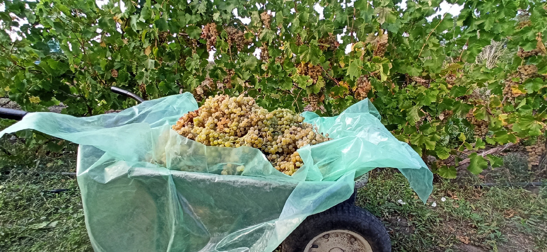 ООО "Платформа. Дзен" ФСЁ! А мы пока виноградный воз повезём...