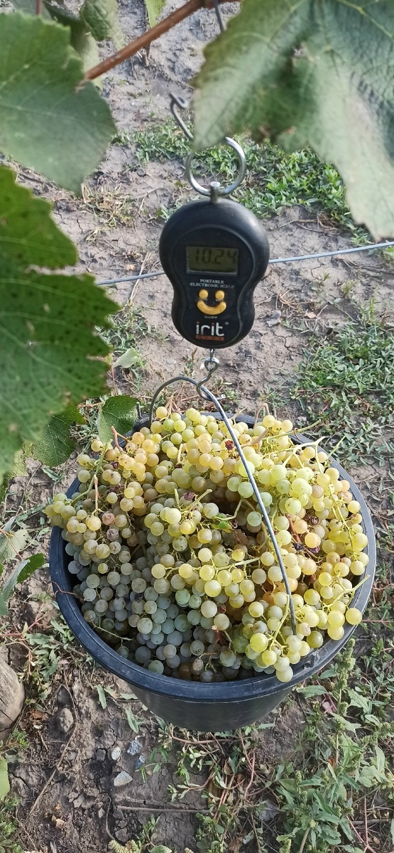 © фото Степан Проценко