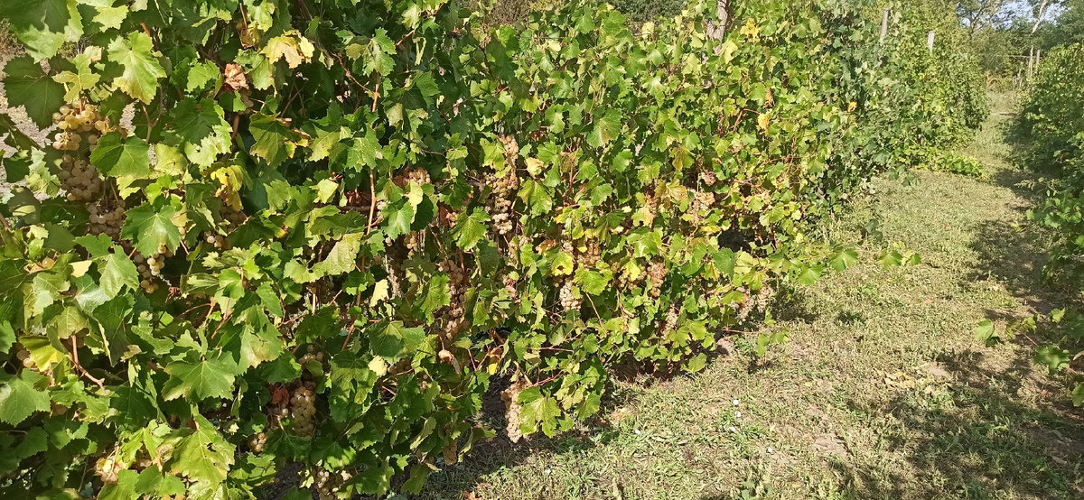 © фото Степан Проценко