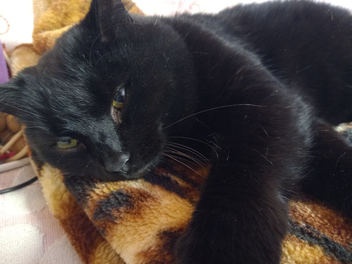 Кусь тоже устал, утомился. Взгляд у него такой, какой, мне кажется, бывает и уменя.