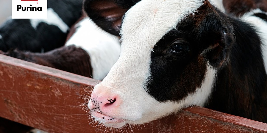 🐄 Зимняя пора — удачный момент для приобретения хорошей коровы