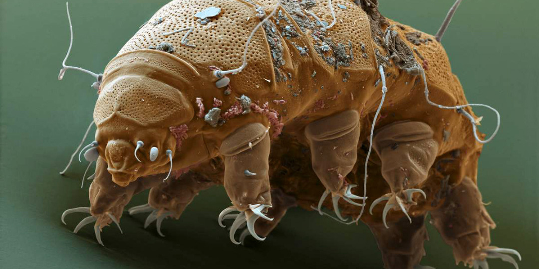 Смерть? Не, не слышала! (Самое живучее существо на планете)