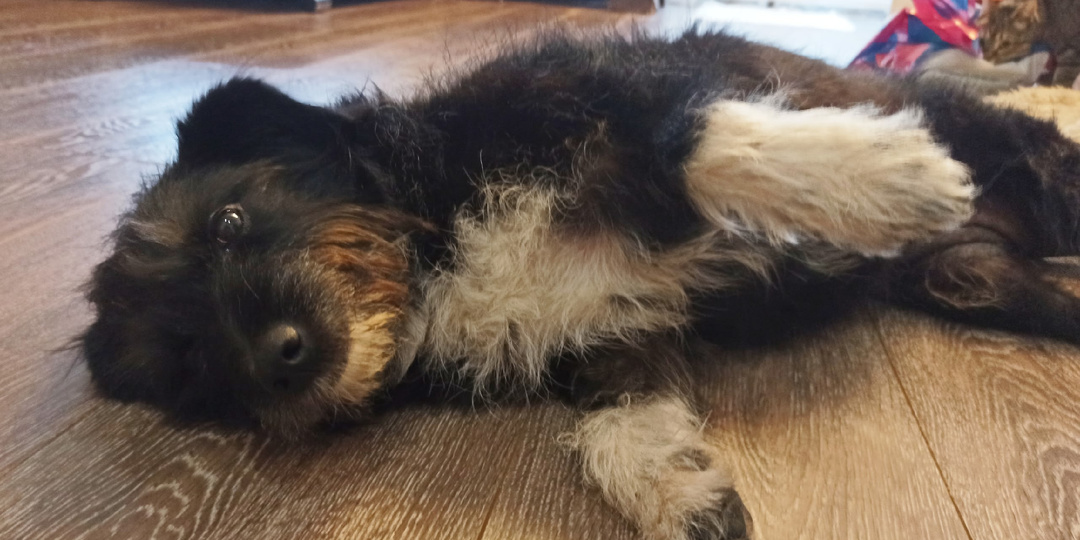 ✨Марусенька ждёт новогоднее чудо! ✨ Подарите диванной собачке любящую семью! 🏡❤️