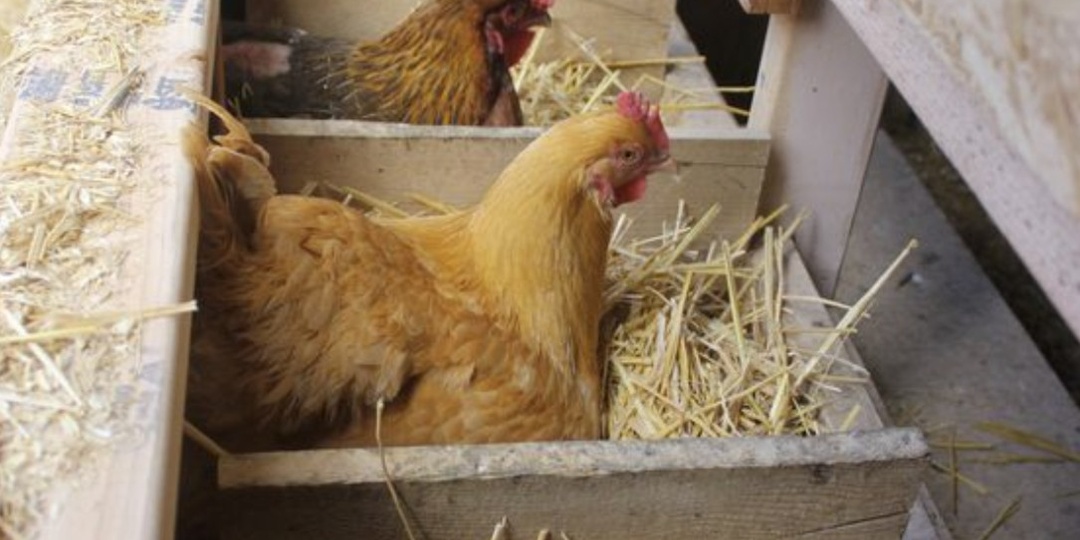 После того как добавил в корм 1 необычный ингредиент, ситуация кардинально изменилась. Куры стали нестись ежедневно и без перерыва