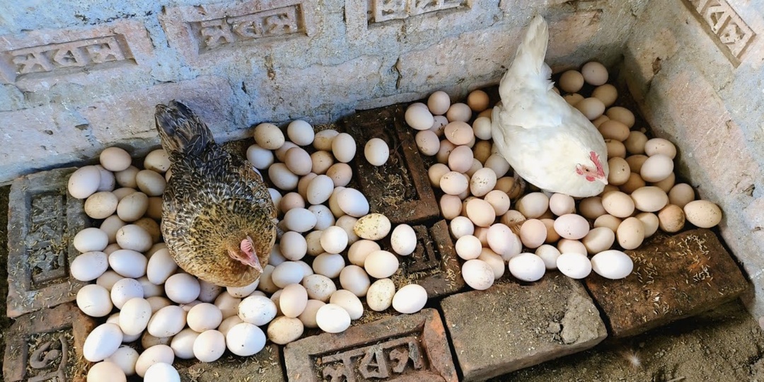 Услышал про финский способ кормления кур без комбикорма. Применил - и через пять дней яйценоскость выросла почти в 2 раза.