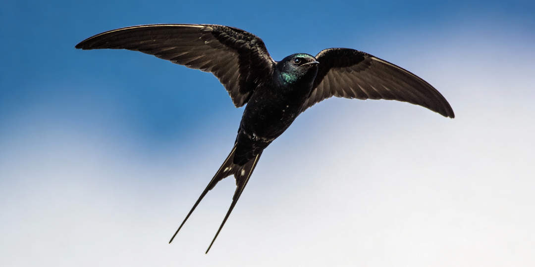 Эта птица не касалась земли 10 месяцев. Она ест, пьёт и даже спит в полёте